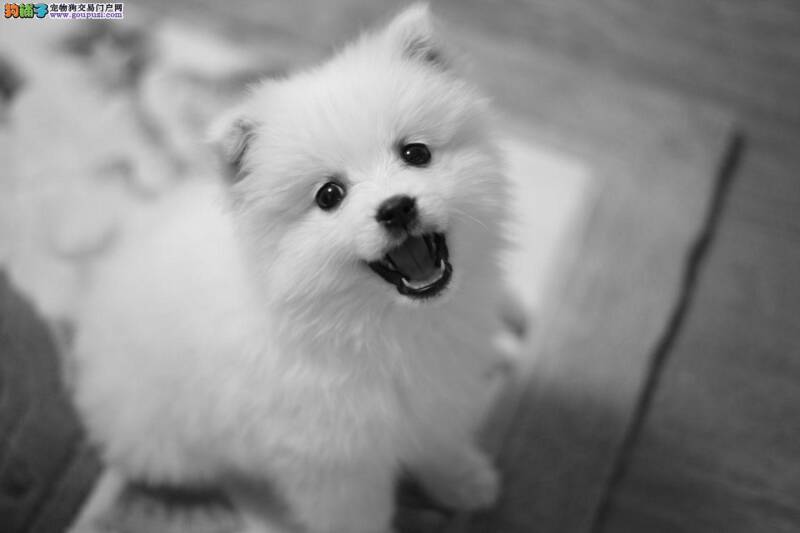 如何解决银狐犬吃便便的问题