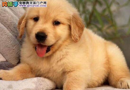 六个月的金毛犬总是乱吃东西如何纠正