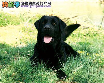 拉布拉多犬的喂养与养护基本原则