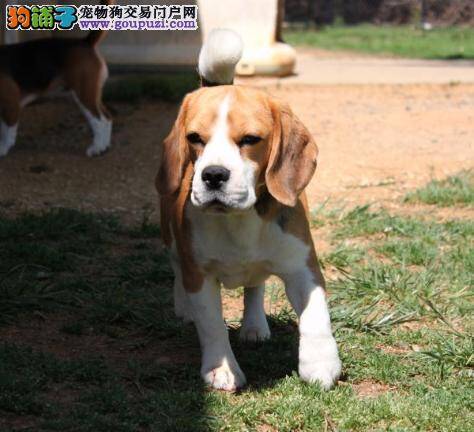 如何预防比格犬食物中毒