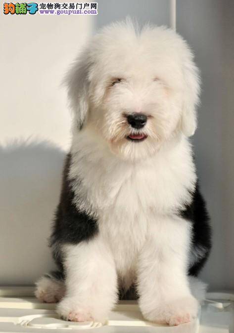 一岁的古代牧羊犬如何训练它上厕所