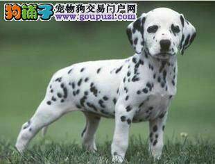 快帮忙看看我家斑点狗狗是怎么了