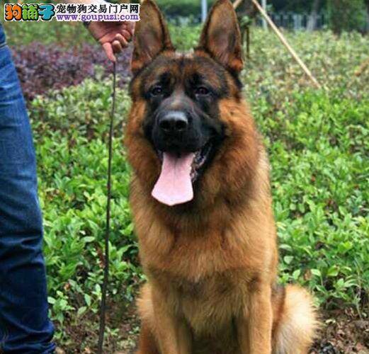 德国牧羊犬最近拉绿色的便便怎么回事