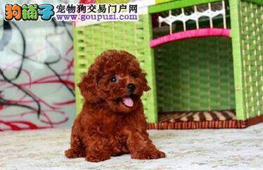 让泰迪犬一直保持美丽要怎样做