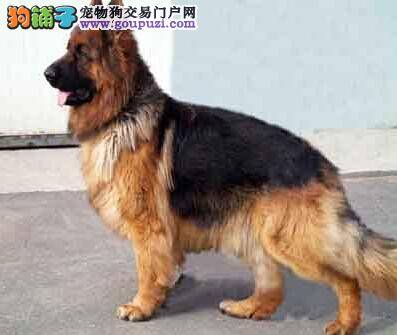 对待德国牧羊犬的“饮食怪癖”有什么解决的办法