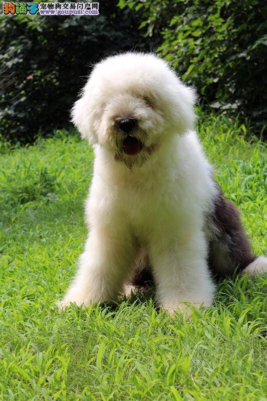 处理古代牧羊犬消化不良的方法