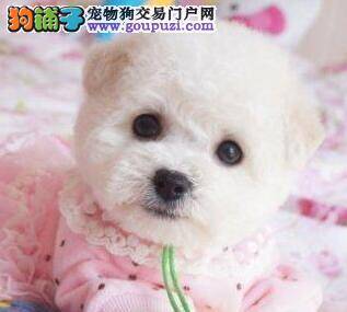 远离饲养误区主人要科学正确的饲养比熊犬