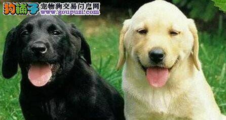 拉布拉多犬不爱吃狗粮这样对付它