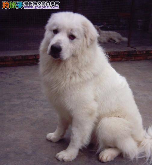 让大白熊犬进餐不变脏的三个方法