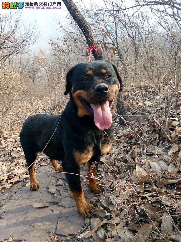 梅雨季节如何医治罗威纳犬的皮肤病