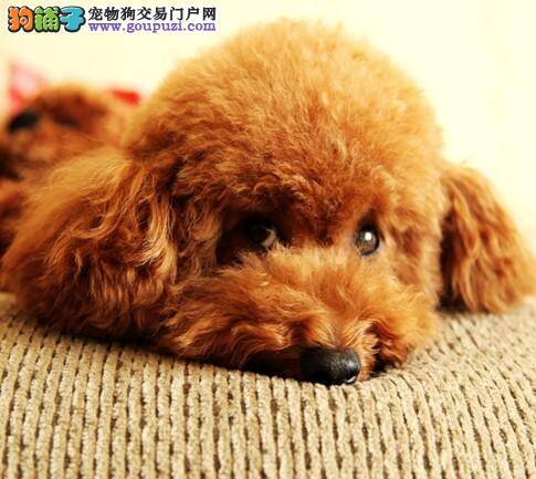 贵宾犬的新本领——跟着主人绕圈走