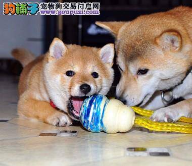 最适合秋田犬减肥的两种方法是什么