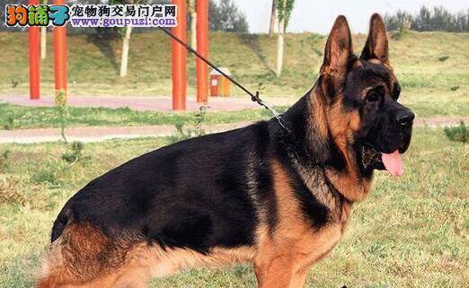 怎样让德国牧羊犬健康而清爽的度过夏天