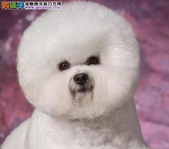 美容达人 给比熊犬的毛发做护理