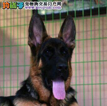 为德国牧羊犬美容需要准备哪些工具