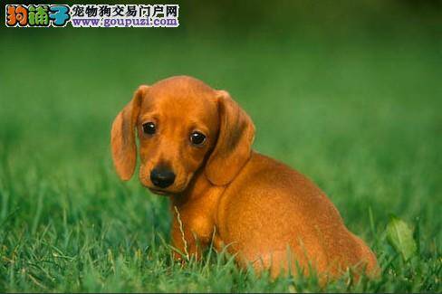 冬季护理腊肠犬的几大要点