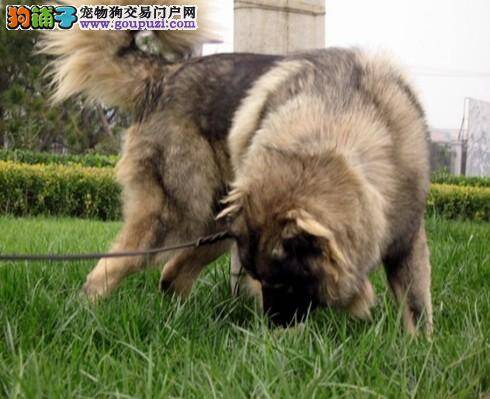 关于高加索犬出现犬瘟热疾病的相关知识