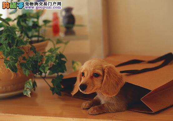 如何唱响金毛犬美容的“五部曲”