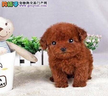 打针和吃药哪种方法驱除泰迪犬寄生虫效果好