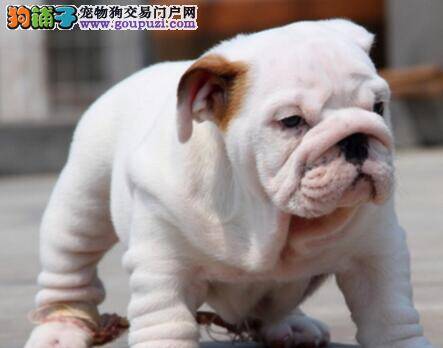 我家的斗牛犬站不起来了 求告知怎么医治