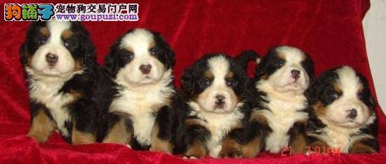 求专家判断我家伯恩山犬得的是什么病