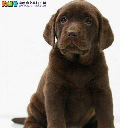 老年拉布拉多犬的特殊喂养方法