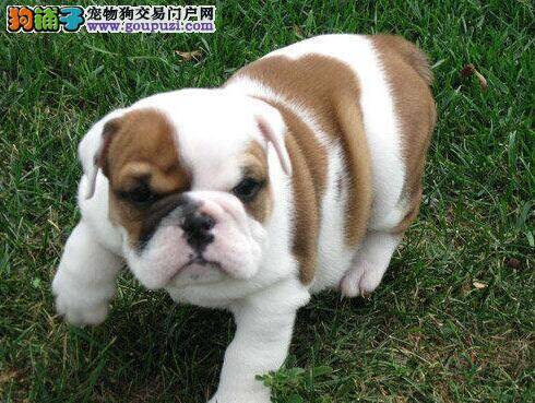 如何正确的为斗牛幼犬选择食物