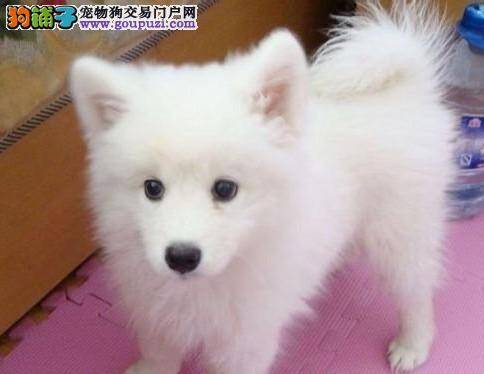 美毛狗狗 银狐犬长毛期要每周洗澡一次