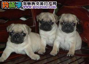 巴哥犬乱吃东西会不会生病啊