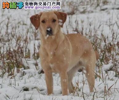 饲养要谨慎 溺爱对拉布拉多犬的危害大