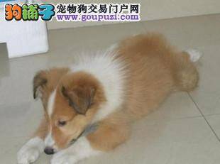 解决苏格兰牧羊犬的上厕所问题有何高招