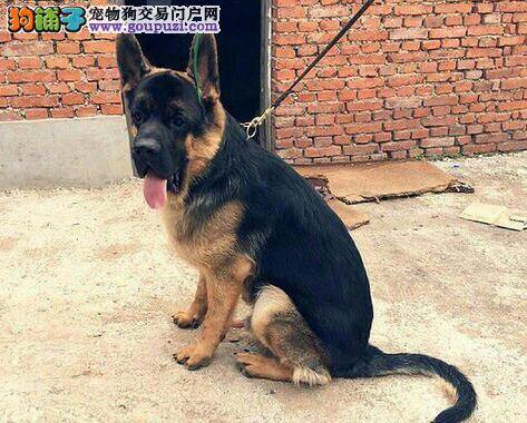 饲养德国牧羊犬主人们要注意营养均衡