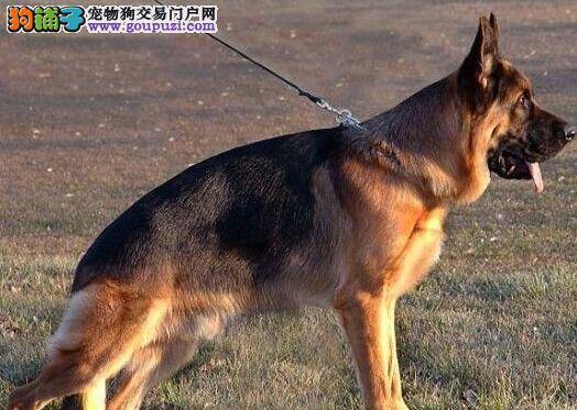 雷打不动 让德国牧羊犬不再害怕雷声