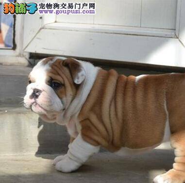 分享网友们治疗斗牛犬螨虫的心得体会