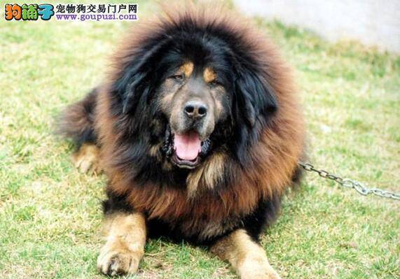 疾病早治疗 怎样防治藏獒的蠕形螨病