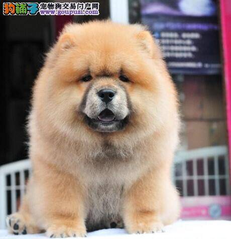 松狮犬经常会出现哪些异常的症状