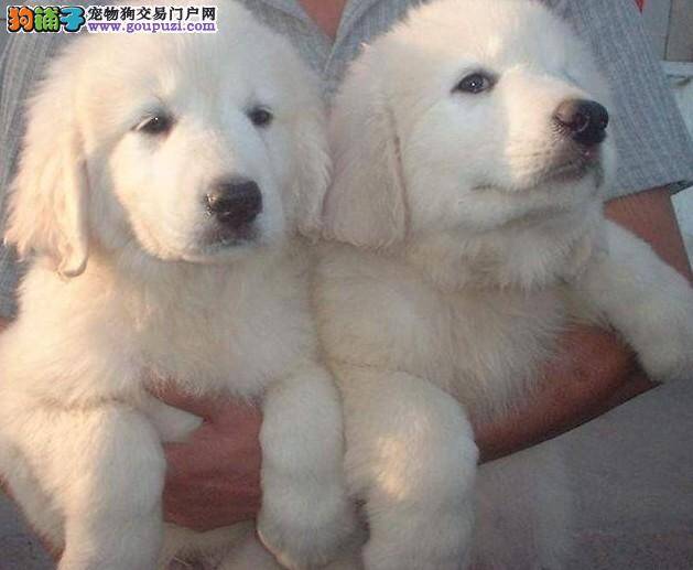 面对不同疾病的大白熊犬需要如何照顾与护理