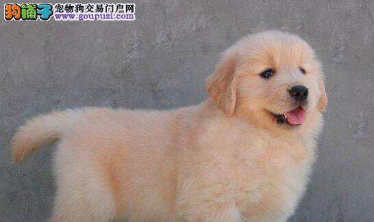 为什么不接受训练的金毛犬是让人不放心的
