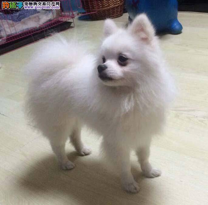 带你看看不同状态下银狐犬的表情