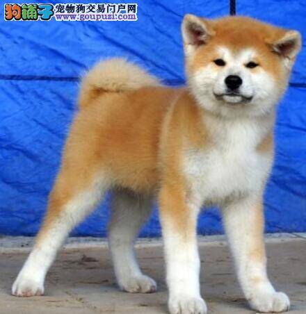 零经验饲养刚到家的秋田犬幼犬