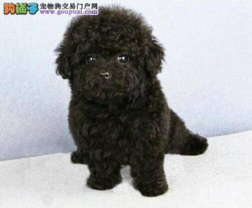 泰迪犬幼犬多大打疫苗针有利于身体健康