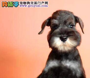 怎样保养周岁以内雪纳瑞幼犬的毛发