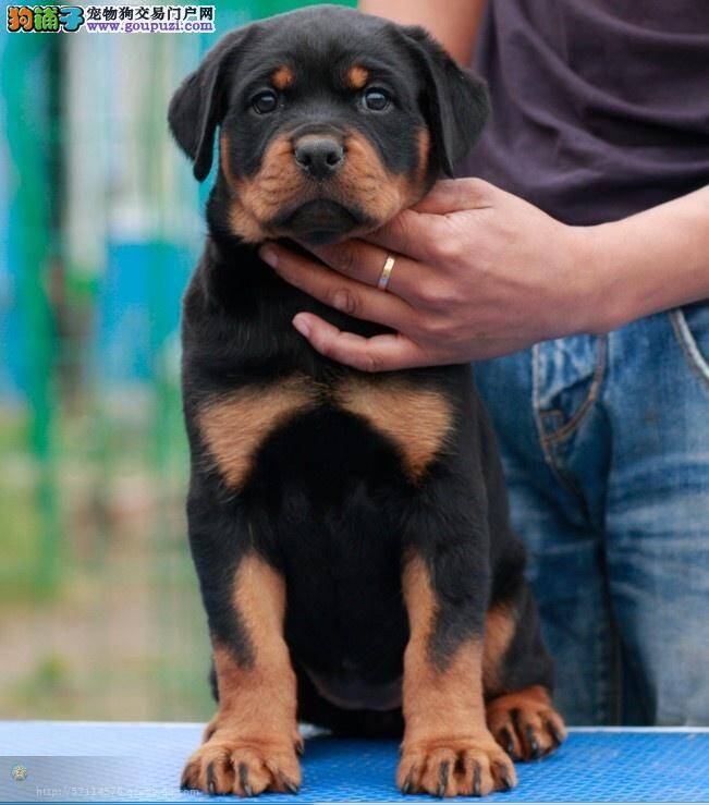 如何科学护理初进家门的罗威纳幼犬