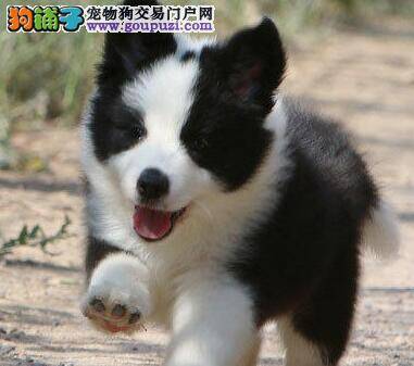 为什么边境牧羊犬是那么喜欢乱叫的狗狗