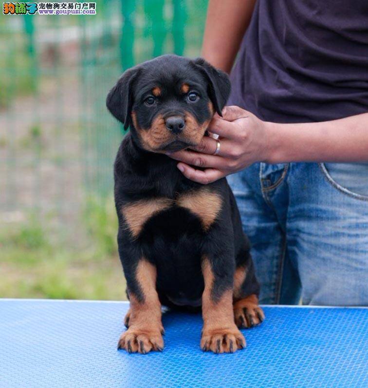 我家罗威纳犬鼻子有点干 告诉我该怎么办