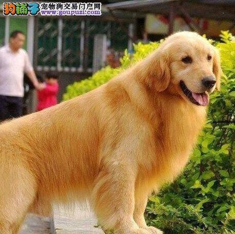 金毛犬需要必备哪些生活用品