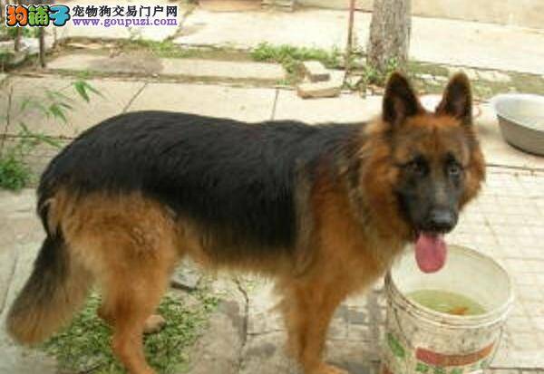 德国牧羊犬患上贫血的表现及原因有哪些