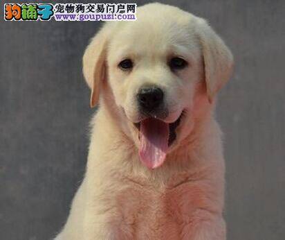 成长历程 拉布拉多犬的生长过程是什么样的