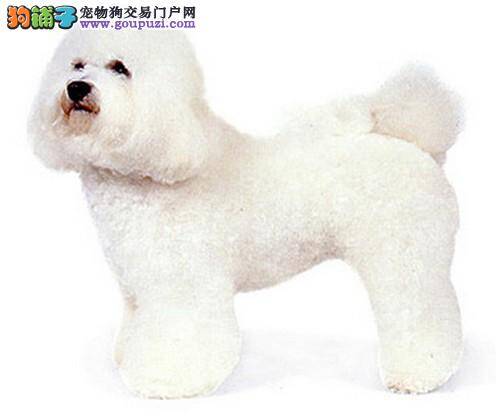 寒冷的冬季给比熊犬过多的补充营养品科学吗