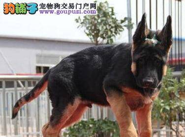 东方神犬——德国牧羊犬幼犬的喂养方法